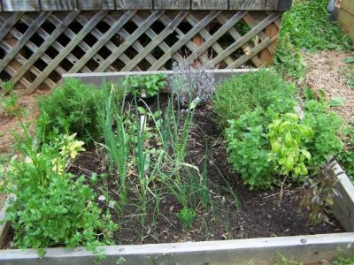 Cures From Your Garden Image
